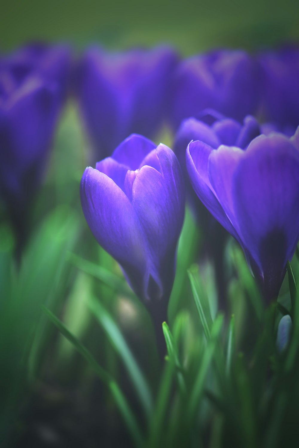 purple crocus flowers in bloom during daytime