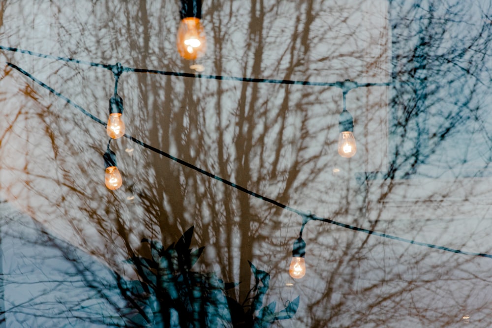 string lights on tree during night time
