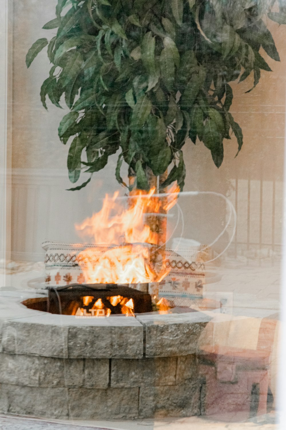 Plante verte sur le foyer