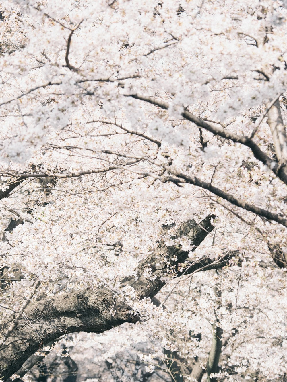 pink cherry blossom tree during daytime