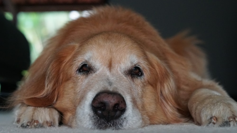 brown and white long coated dog