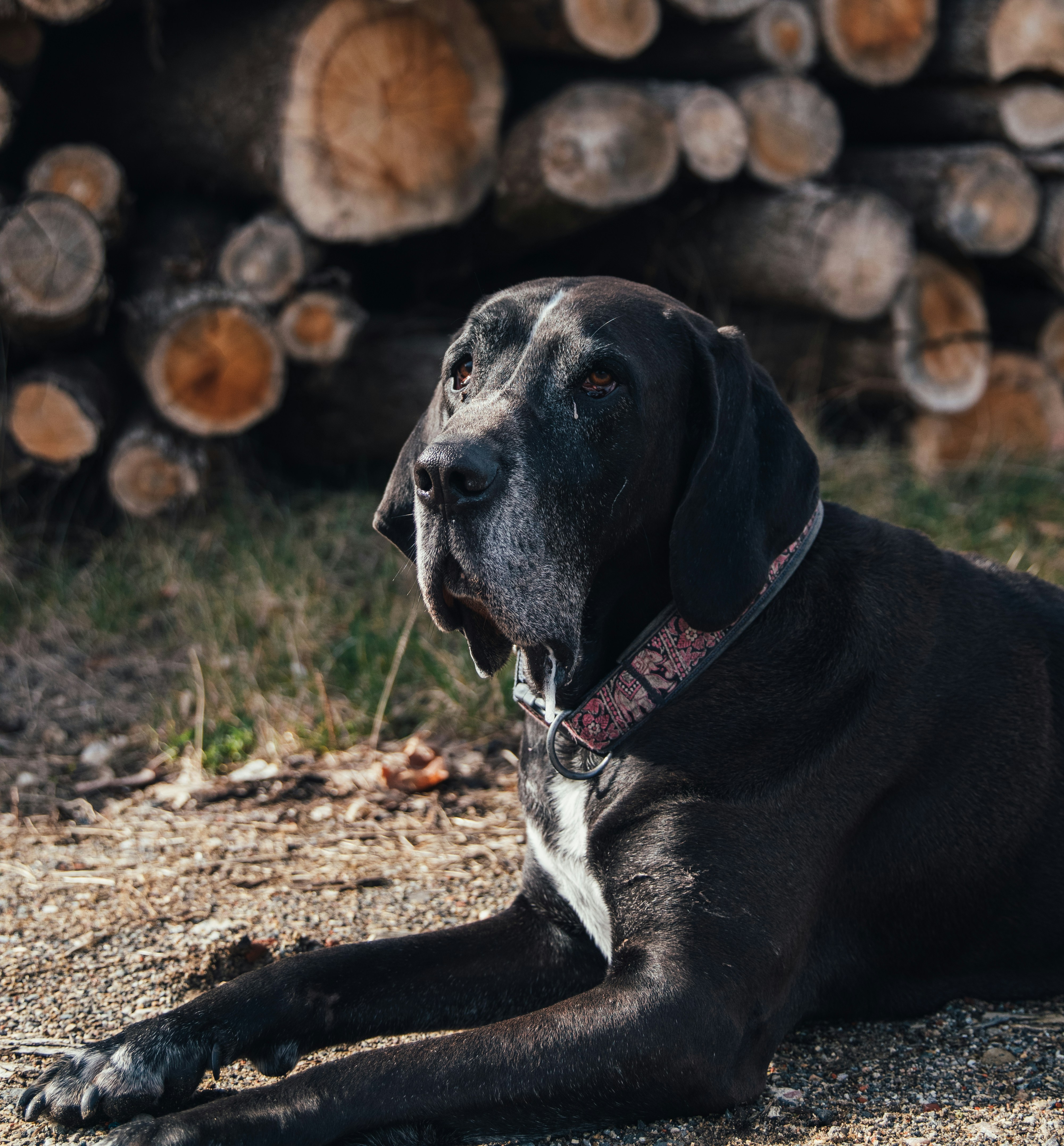 Photo by einfachlaurenz