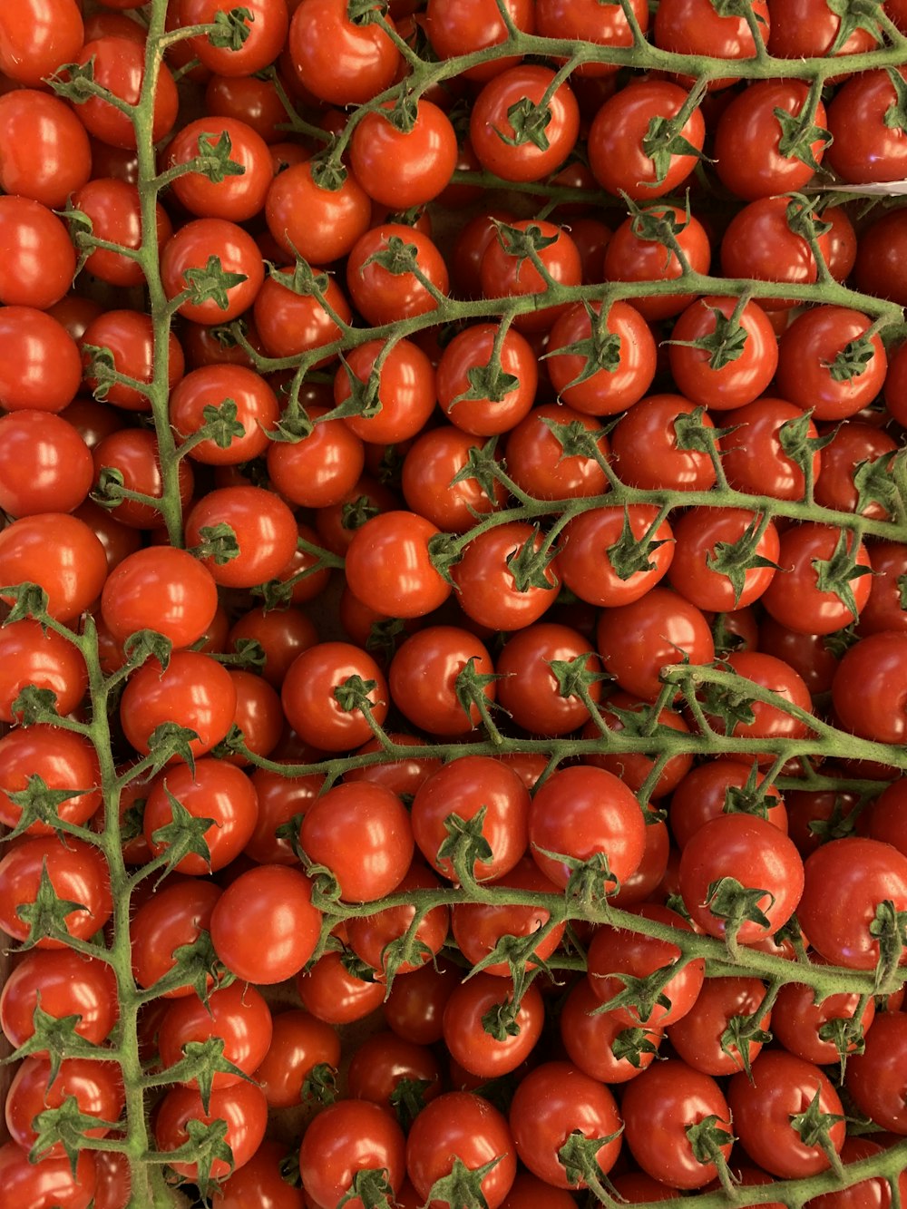 red tomatoes in close up photography