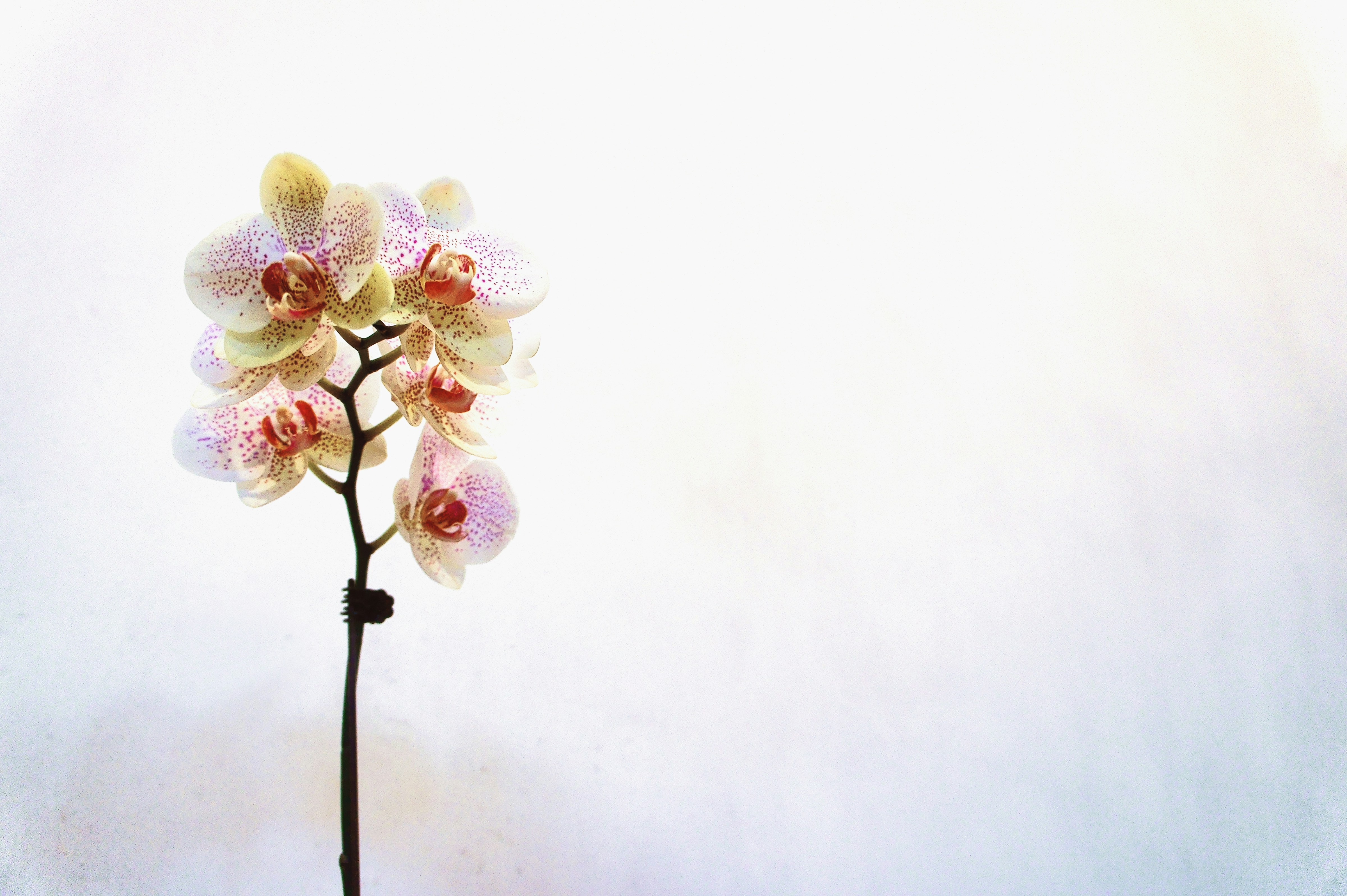 White and purple moth orchids in bloom photo – Free Flower Image on Unsplash, image size:3000x1996
