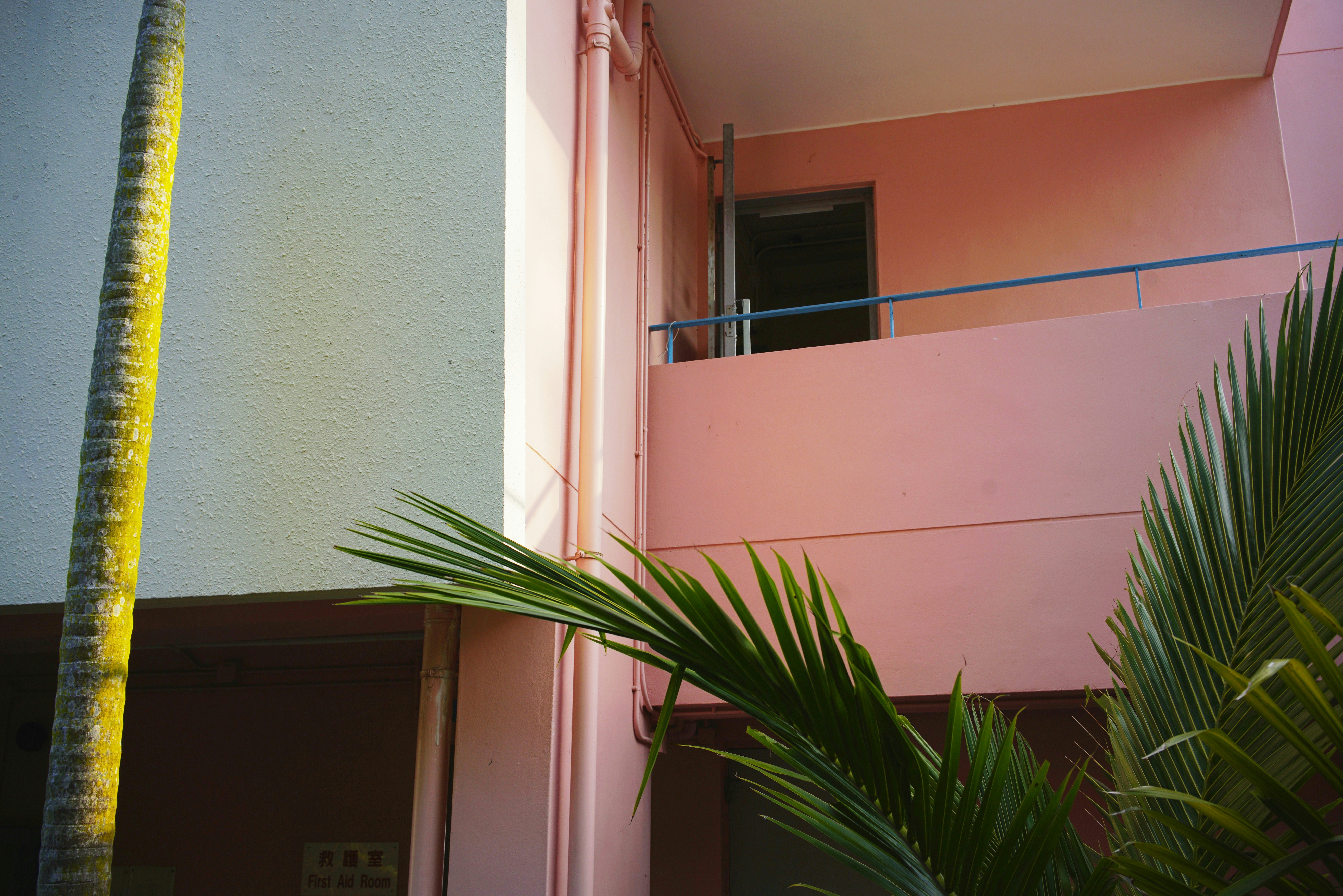 Green plant beside pink wall