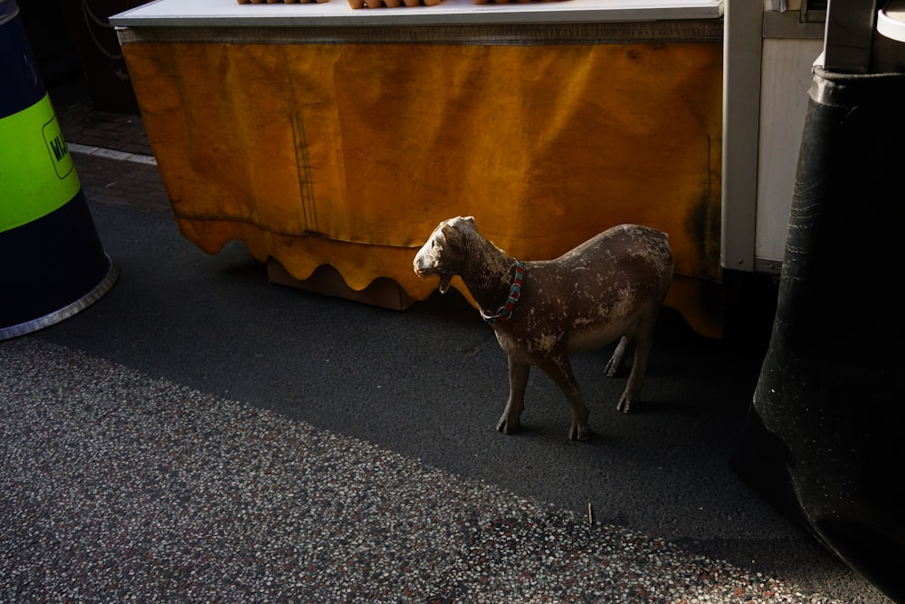 Perro de pelo corto blanco y negro sobre suelo de hormigón gris