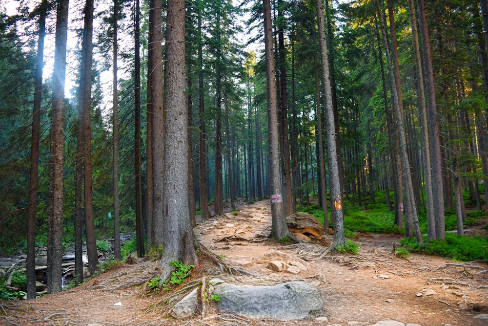 green trees on brown soil during daytime