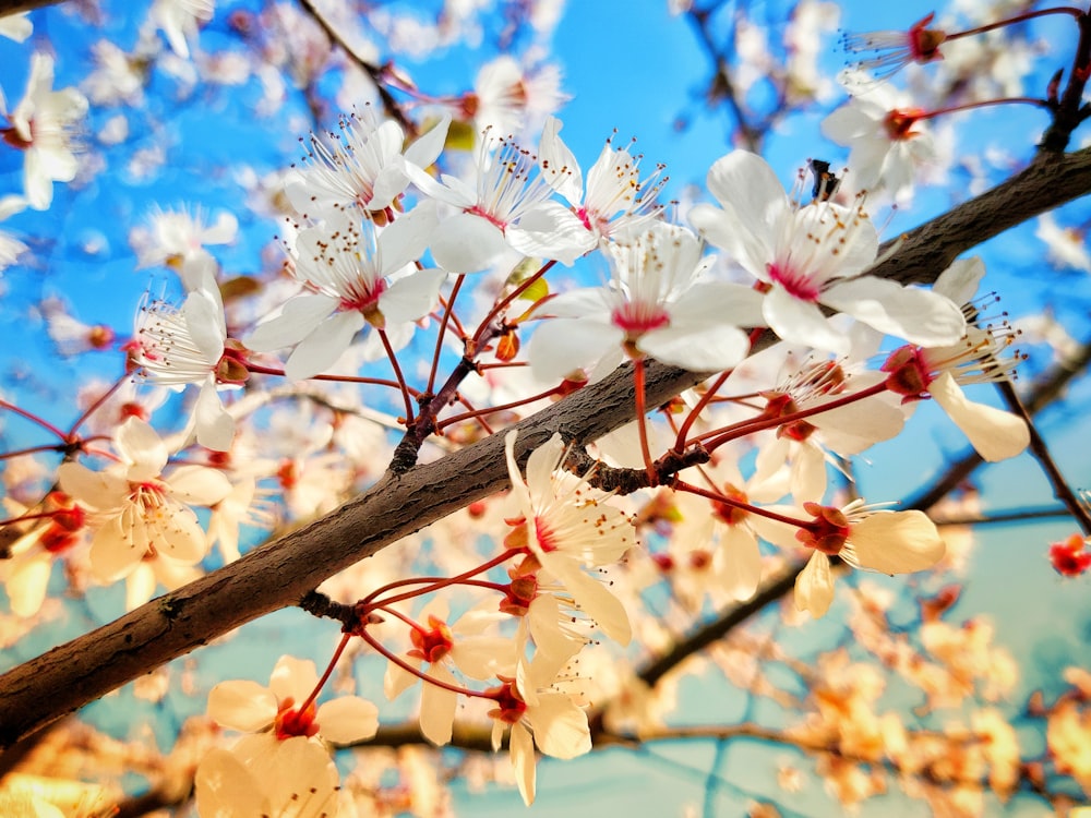 white cherry blossom in bloom during daytime