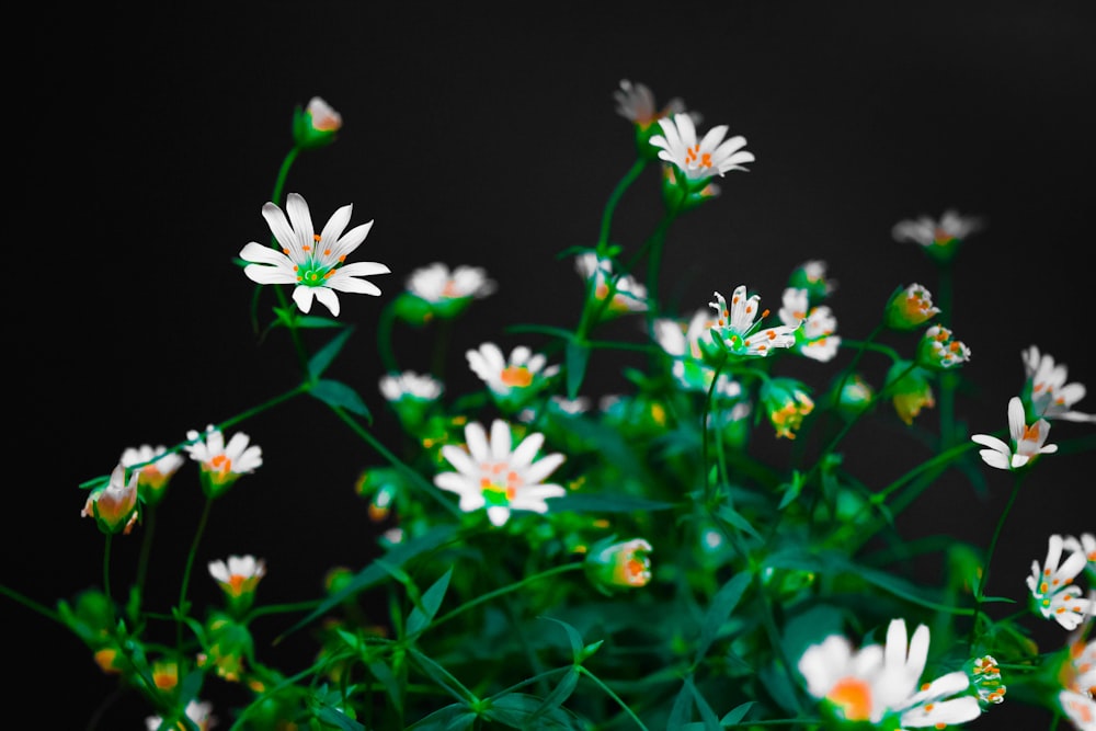 white and purple flowers on green grass