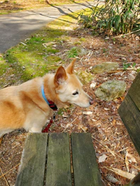 A sturdy pet leash and collar set in warm earth tones laid out neatly.