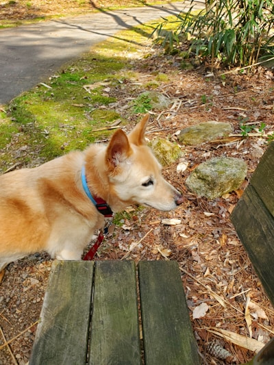 A light brown dog with pointed ears wears a blue collar and a red leash, standing on a patch of ground covered in dry leaves and twigs. Nearby, there are green moss-covered stones and some wooden planks, possibly part of a bench. Bamboo or tall grasses grow in the background, and the scene is lit by soft daylight, suggesting a peaceful outdoor setting.