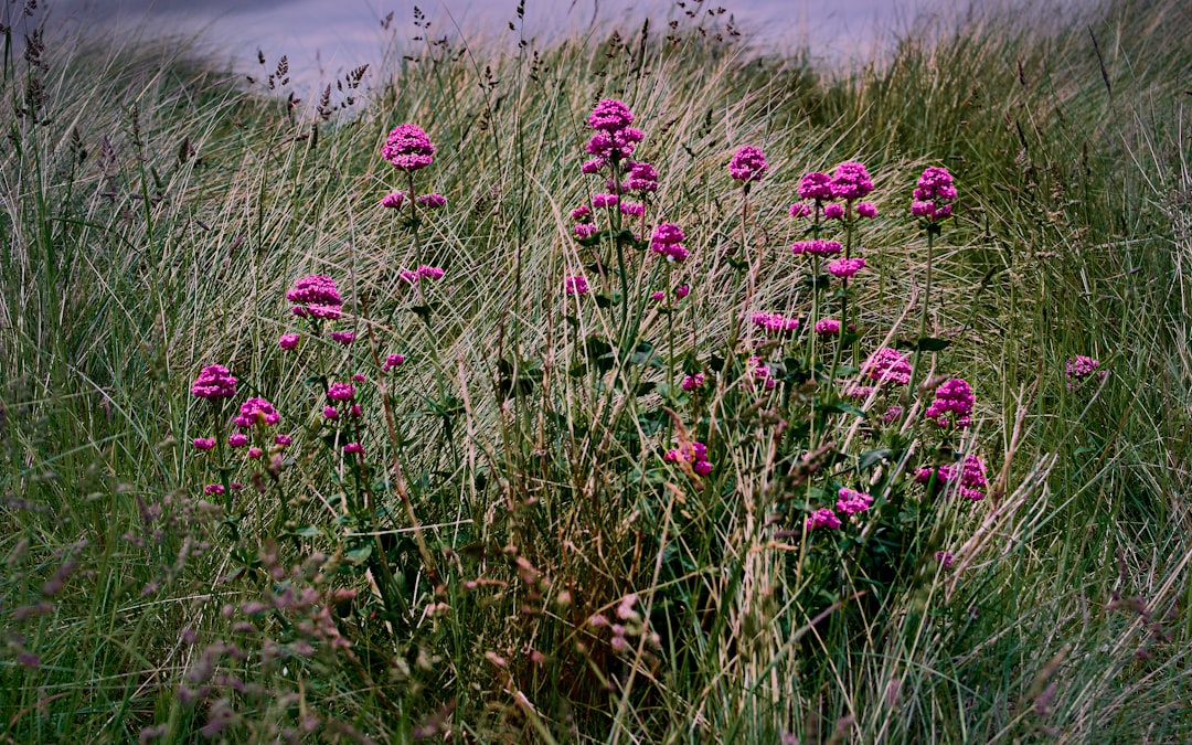 purple flowers on green grass field during daytime