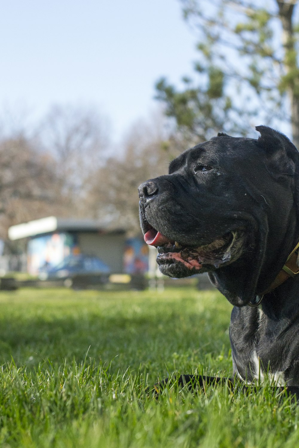 black short coat large dog on green grass field during daytime