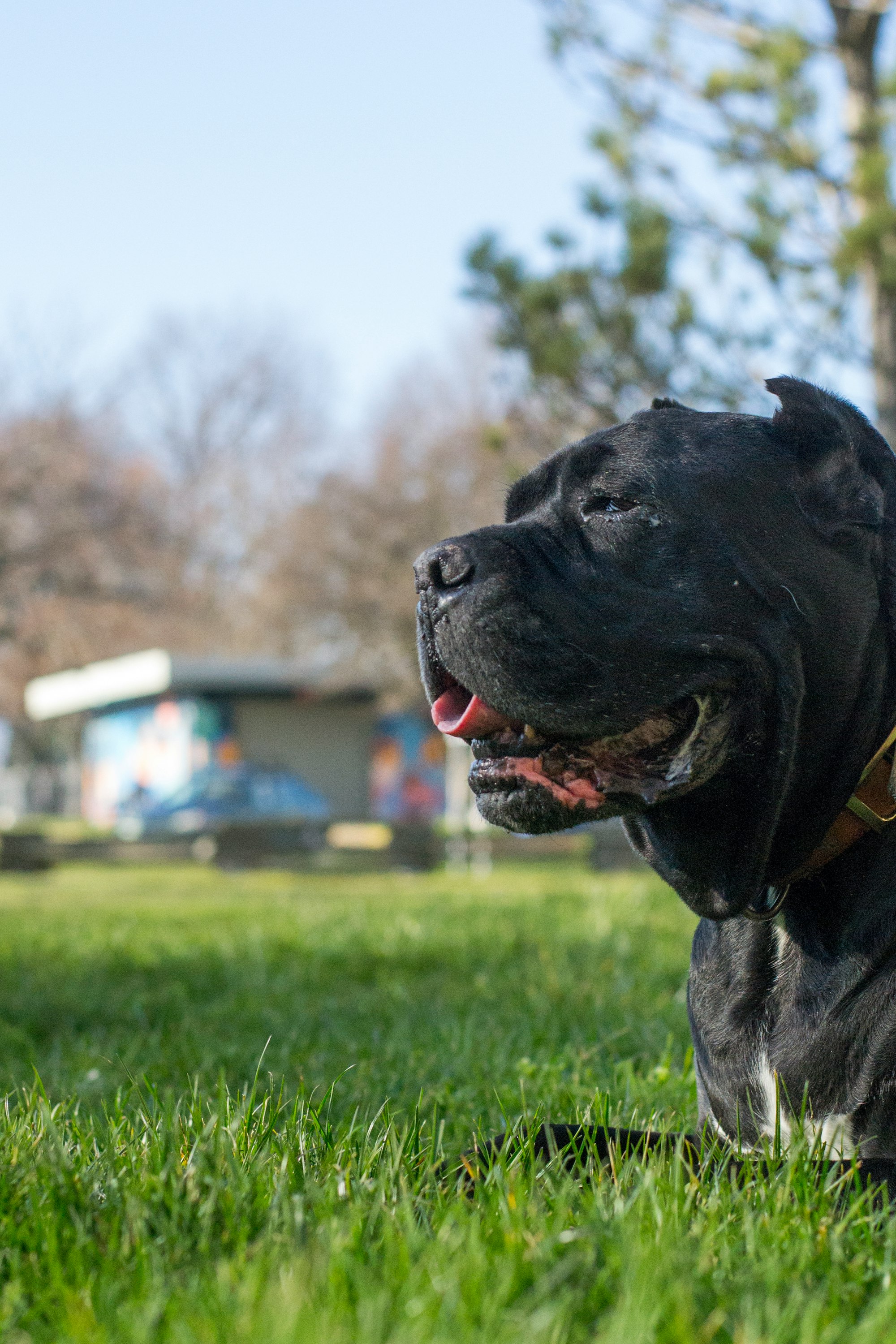 Cane Corso Breed and Bite Force: Your Comprehensive Guide