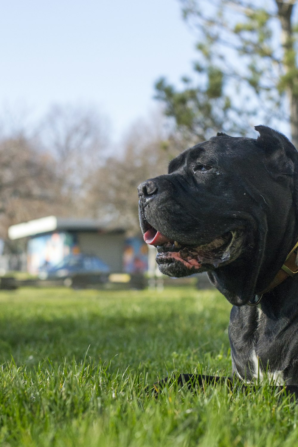 昼間の緑の芝生のフィールドに黒のショート コート大型犬の写真 Unsplashで見つけるビクトリアの無料写真
