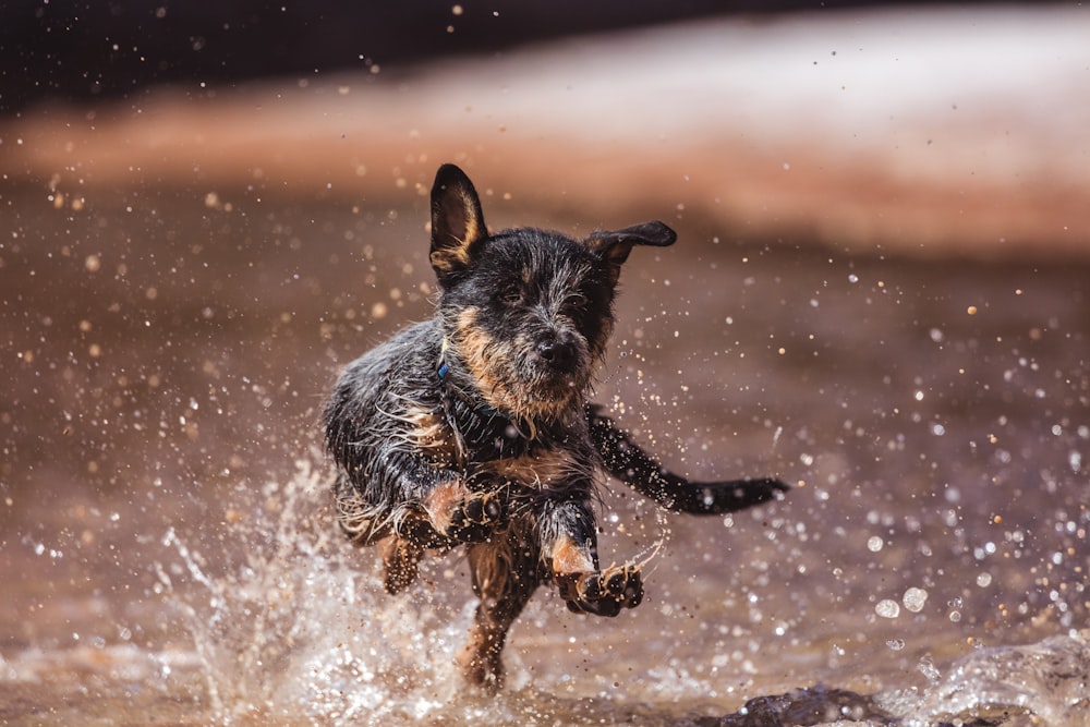 black and tan short coat small dog running on brown field during daytime