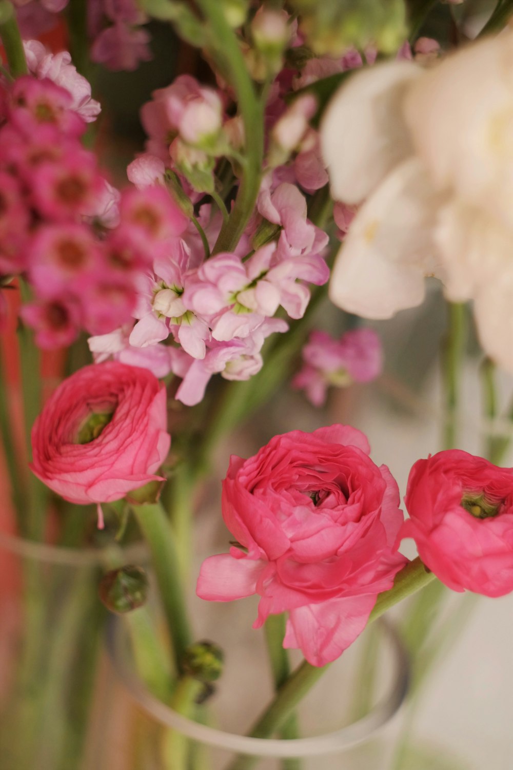 Rote Rosen blühen tagsüber