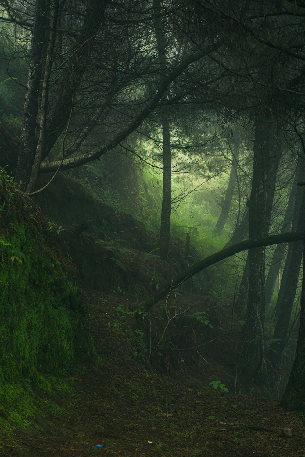 green trees on forest during daytime