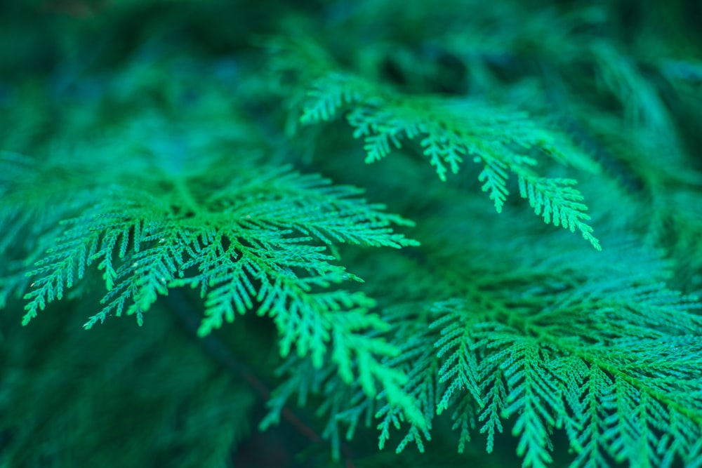 green pine tree leaves in close up photography