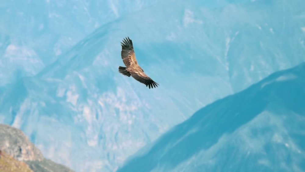 brown bird flying over the mountain