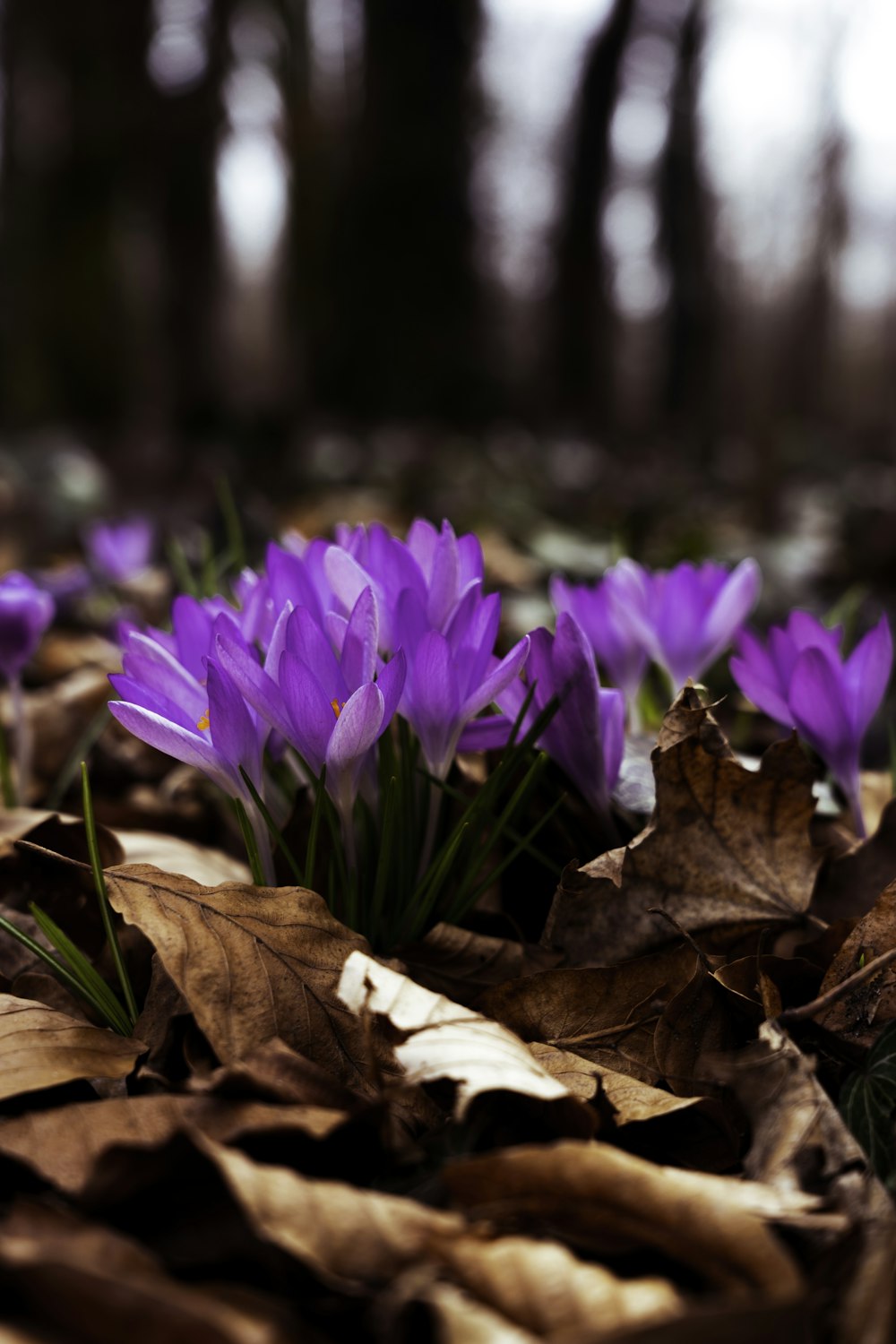 purple crocus flowers in bloom during daytime