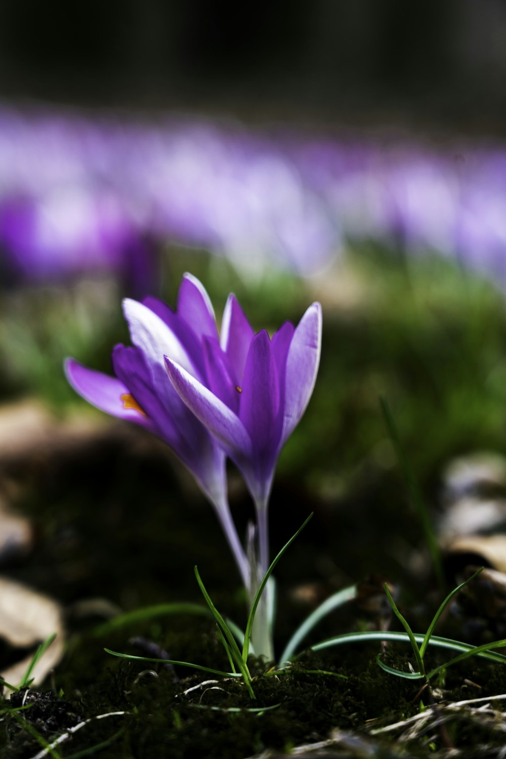 fleur de crocus pourpre en fleurs pendant la journée