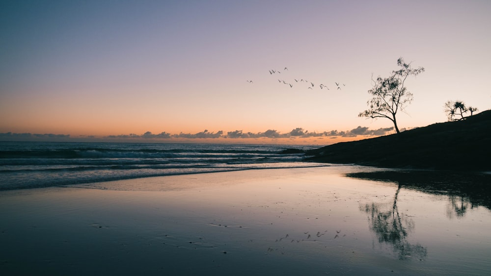 birds flying over the sea during sunset