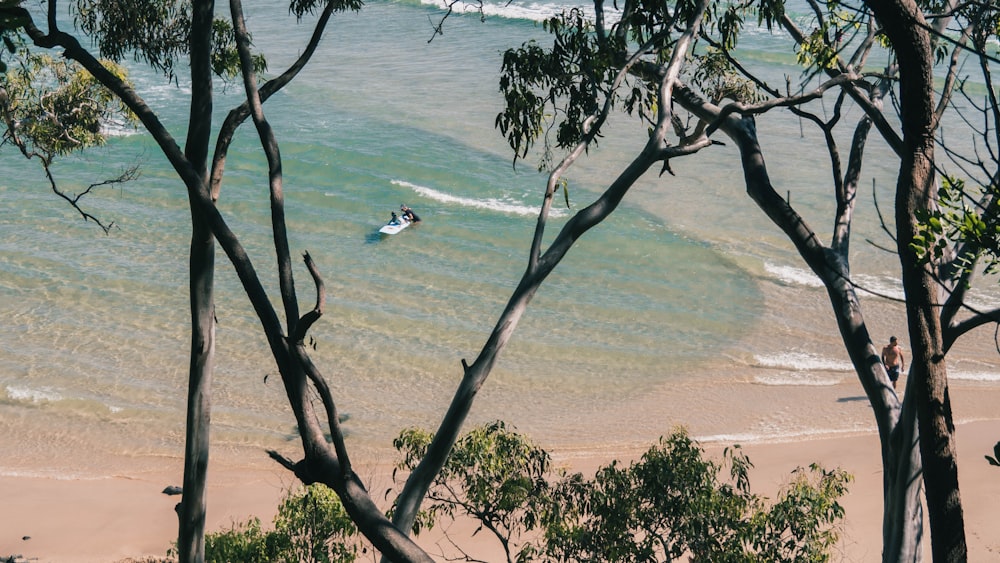 bird on tree branch near body of water during daytime