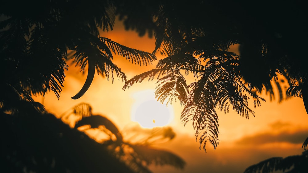 silhouette of coconut palm tree during sunset