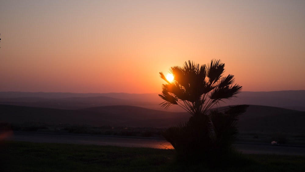 green palm tree near body of water during sunset