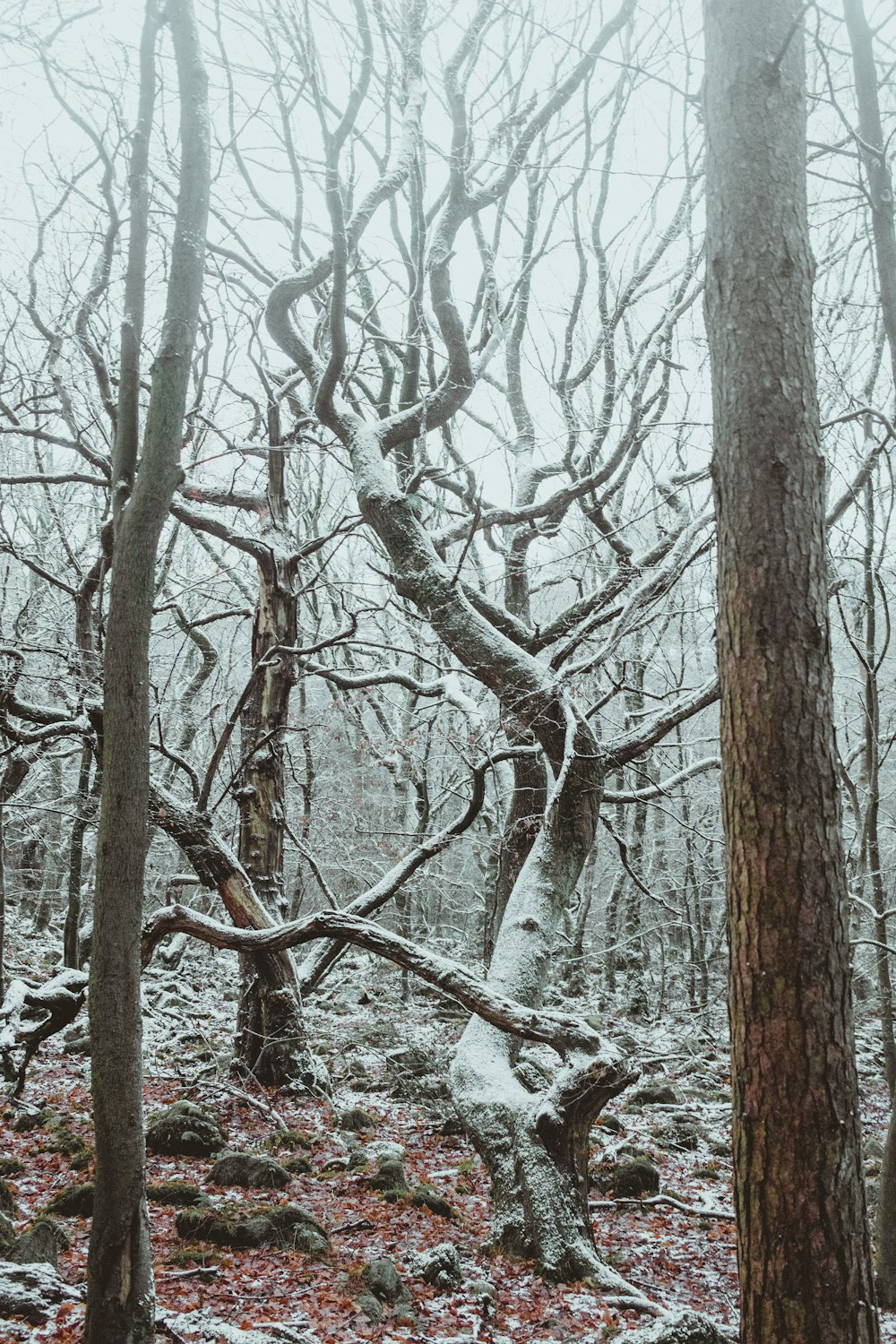 brown leafless tree covered with snow