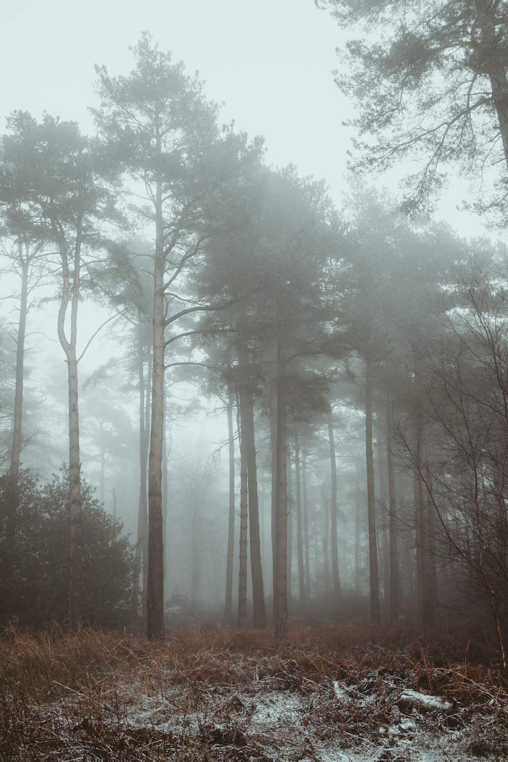 alberi spogli sotto il cielo bianco durante il giorno