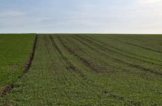 A freshly mulched field with clear, even coverage under a bright sky.