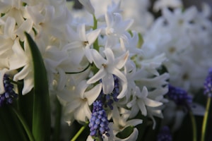 Fragrant Lavender