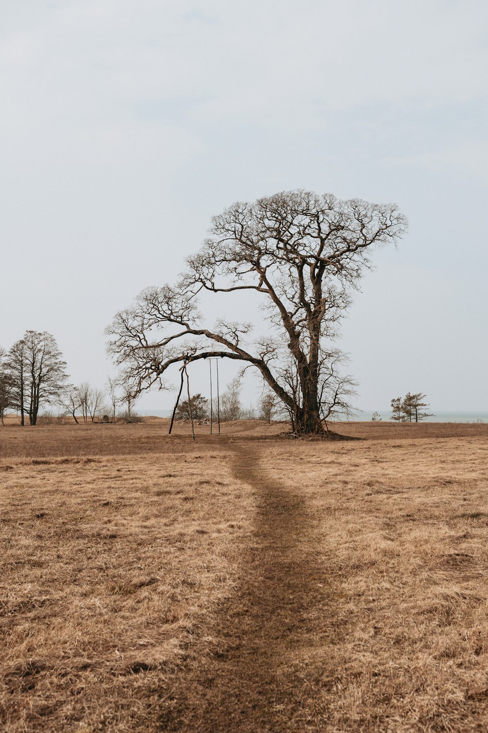 leafless tree on brown field