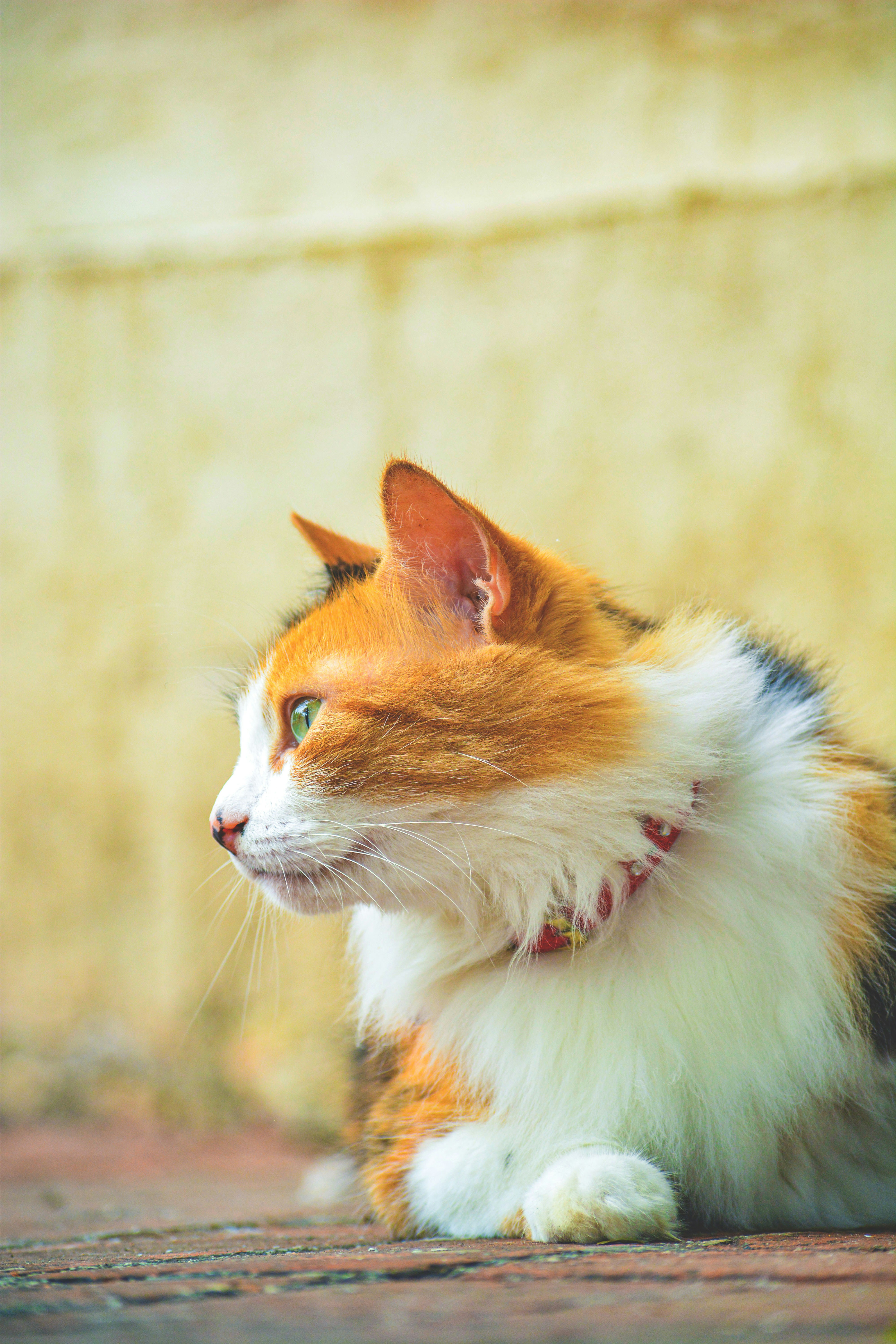 A Cat of Many Colors (image credits: unsplash)
