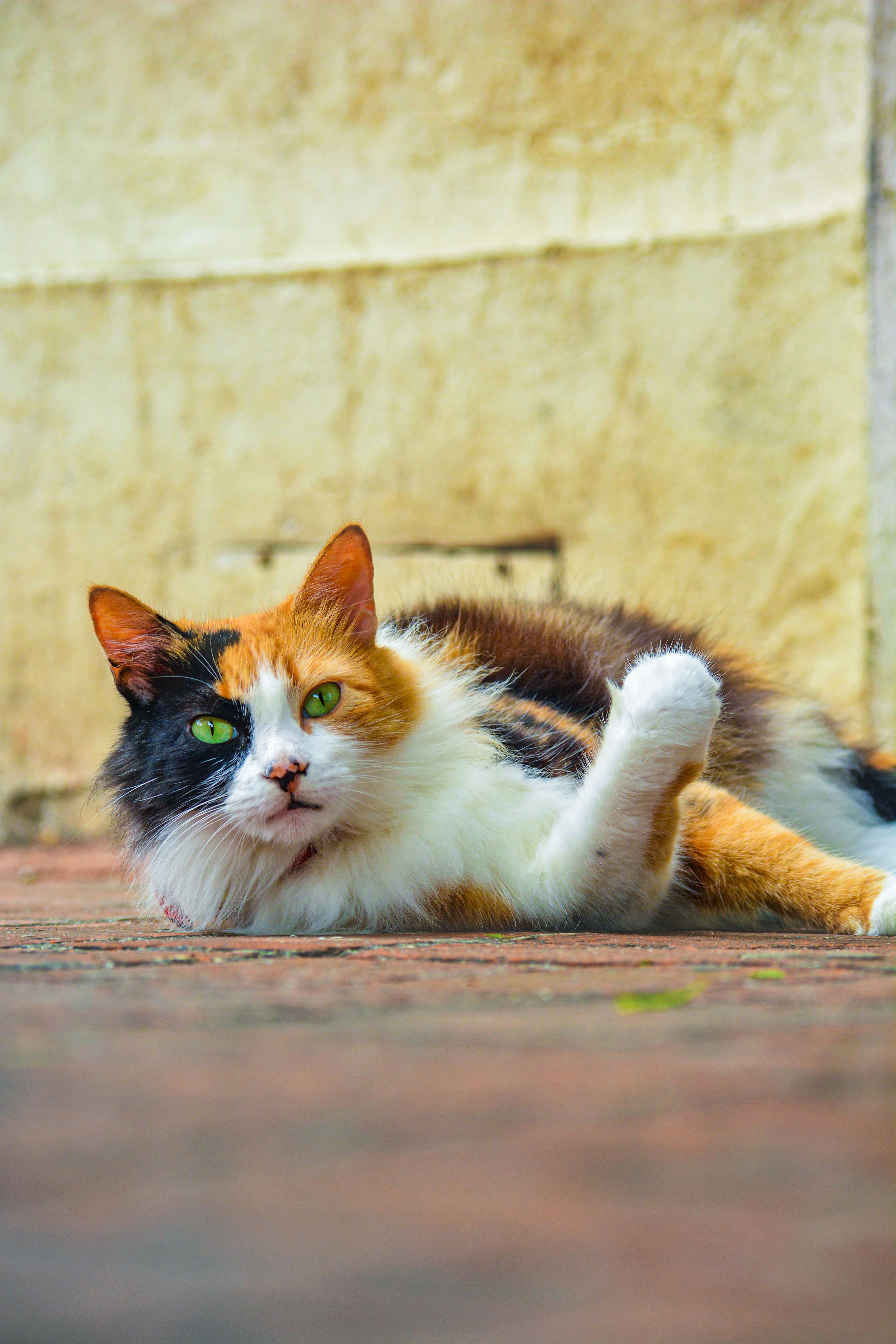 Photo by guzman123456