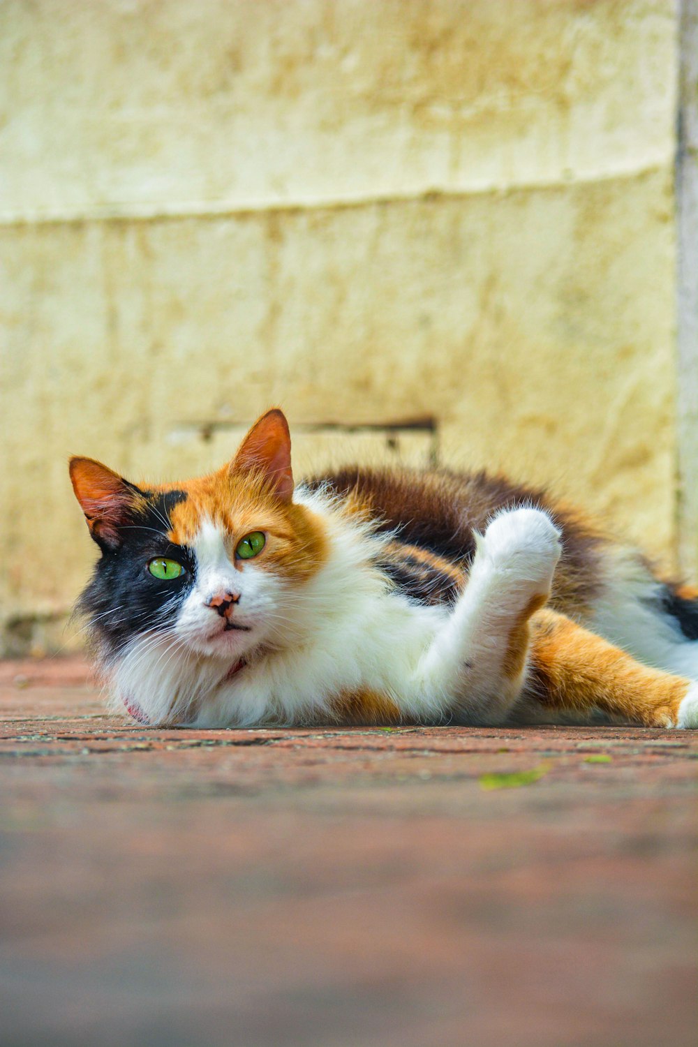 Foto Gato blanco negro y naranja tirado en el suelo de madera marrón –  Imagen Marrón gratis en Unsplash