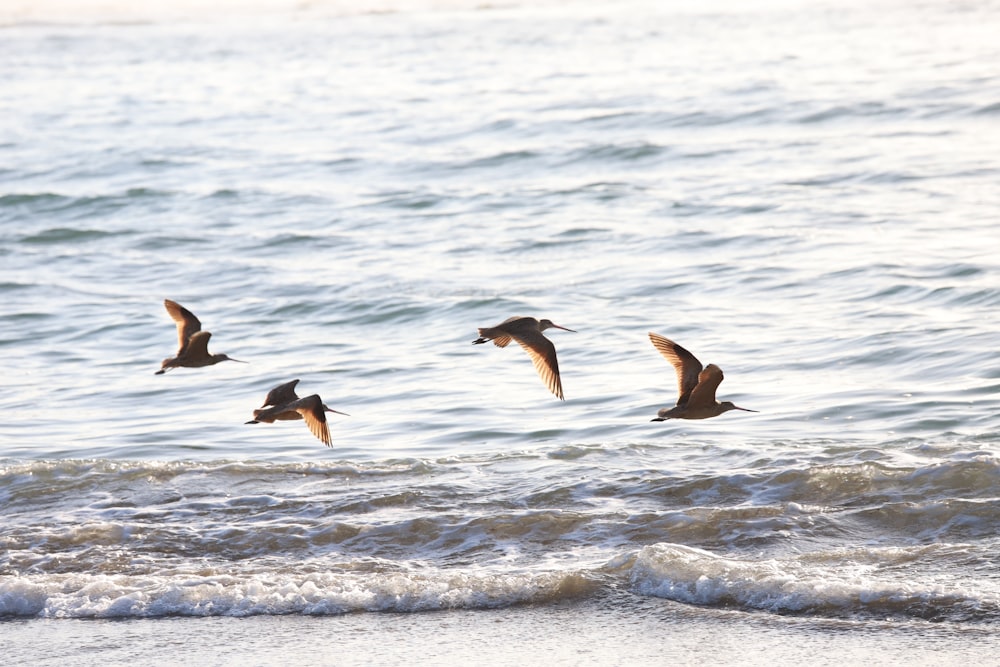 Vogelschwarm, der tagsüber über das Meer fliegt