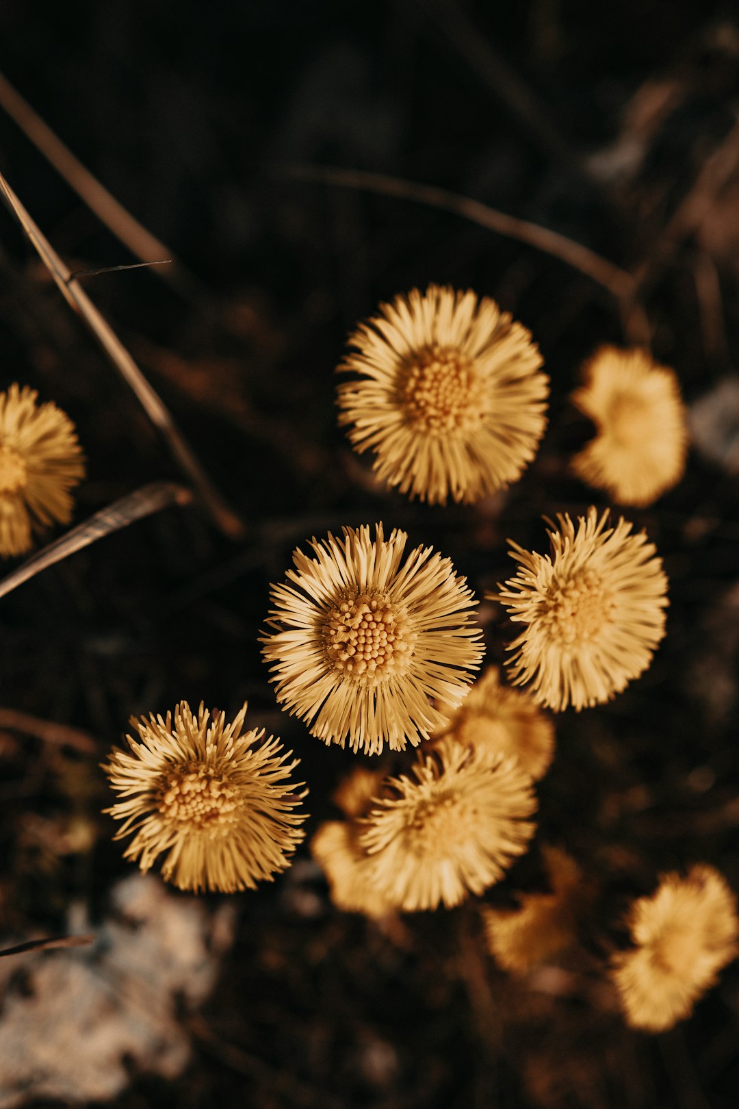 white dandelion in close up photography