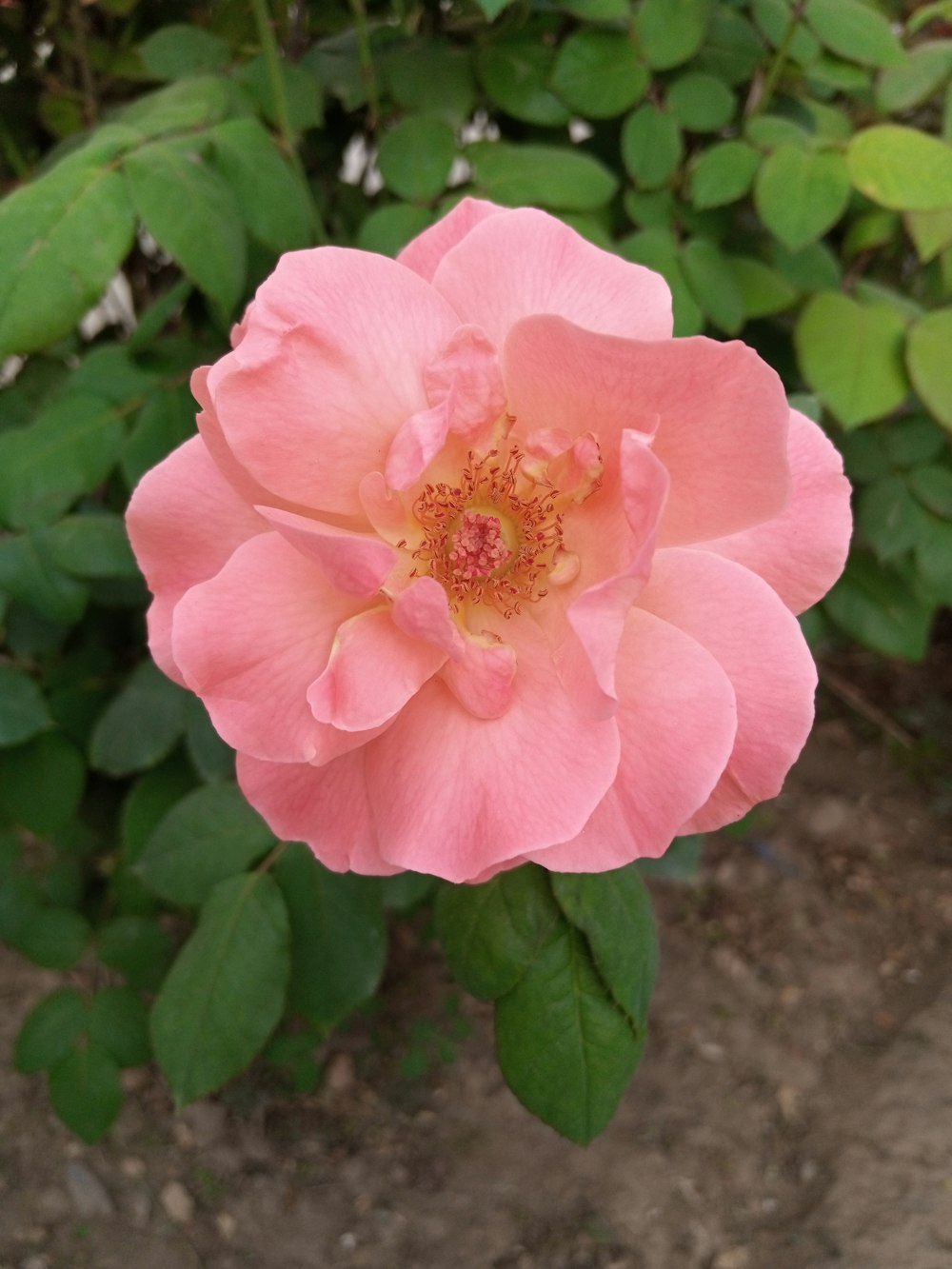 pink flower in macro shot