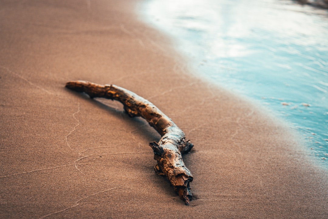 brown wood log on brown sand