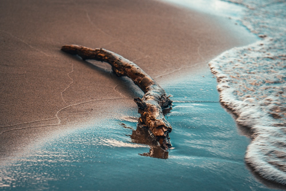 bûche de bois brun sur la plage