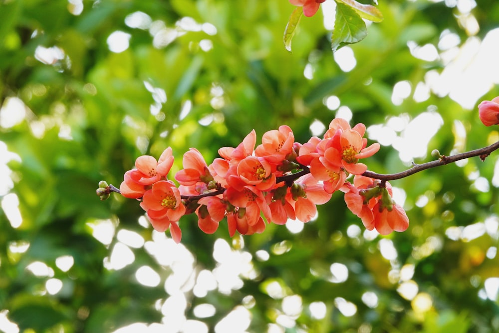 red flowers in tilt shift lens