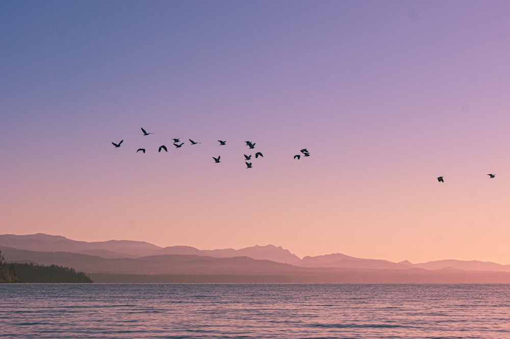 birds flying over the sea during daytime