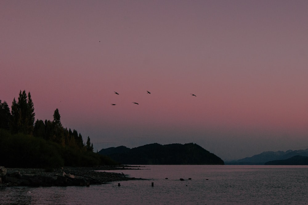 birds flying over the sea during daytime