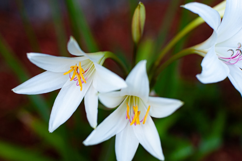 white and yellow flower in macro lens photography