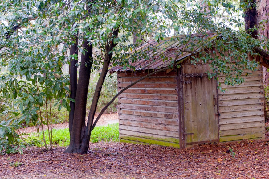 An old garden shed under a tree