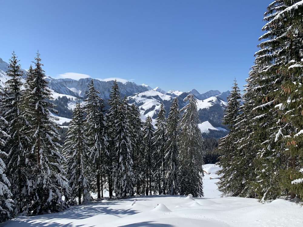 green pine trees on snow covered ground under blue sky during daytime