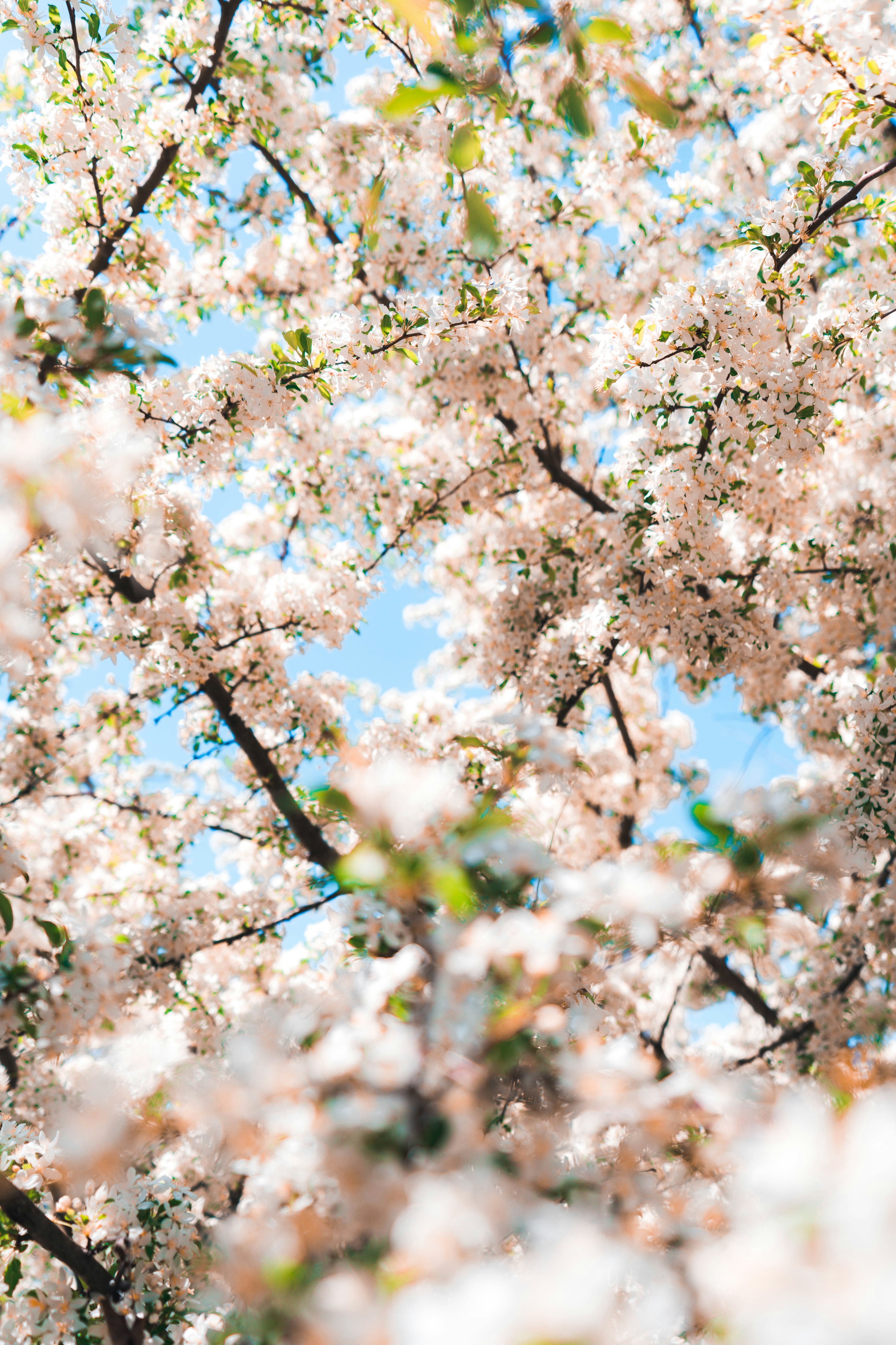 white cherry blossom tree during daytime